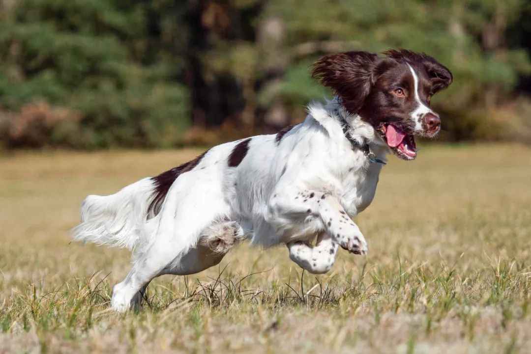The Perfect Blend of Grace and Agility – From the Hunting Fields to Beloved Family Companions