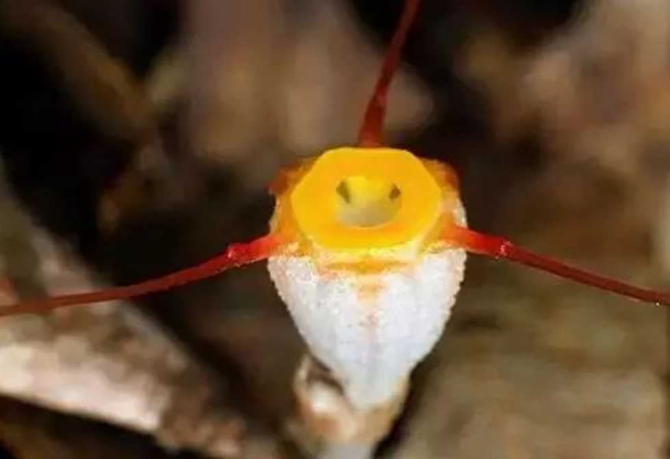 Rare Three - Filament Thismia Discovered: A Botanical Sensation