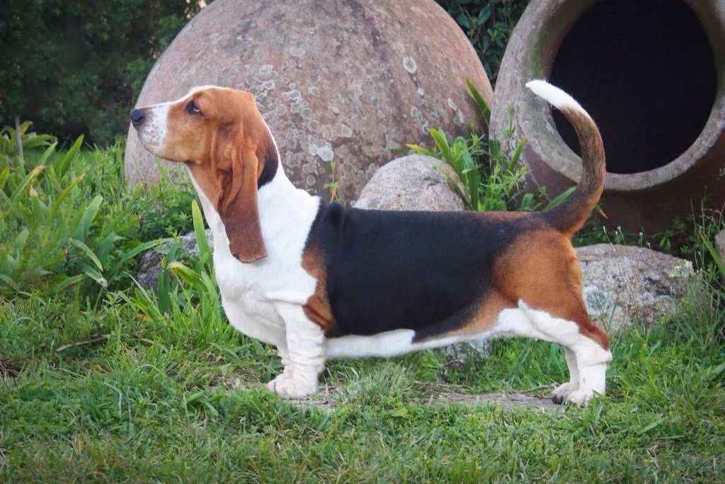Loyal Companions and Family Guardians: The Unique Allure of Basset Hounds