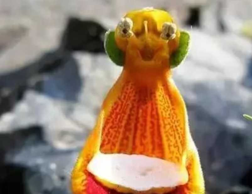 The Alluring Pocketbook Plant: A Delicate Gem of the Wild