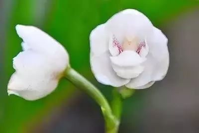 Enigmatic Holy Ghost Orchid: A Symbol of Purity and Rarity