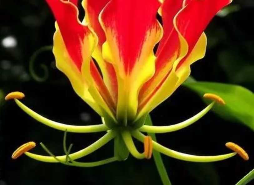 The Enchanting Gloriosa Lily: A Tropical Flame in Bloom