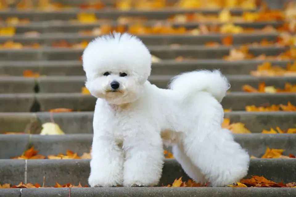 Bichon Frise Conquers Westminster, Unveiling the Charms of the Fluffy Companion Dog