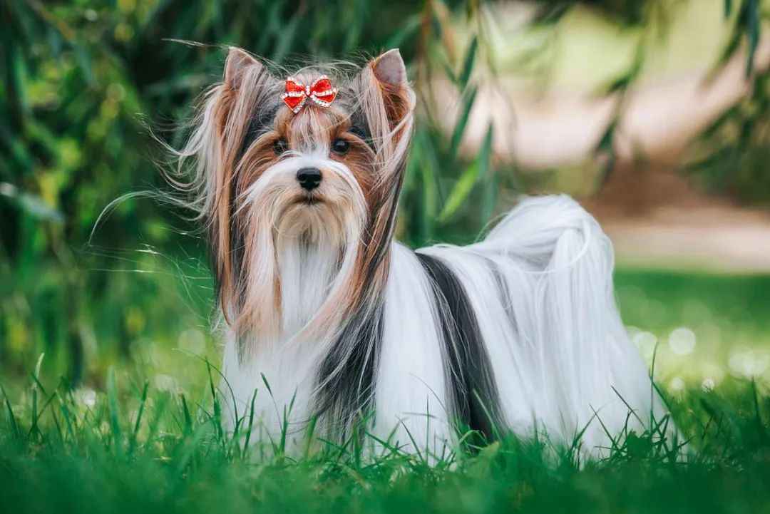 A Rising Star in the World of Toy Dogs
