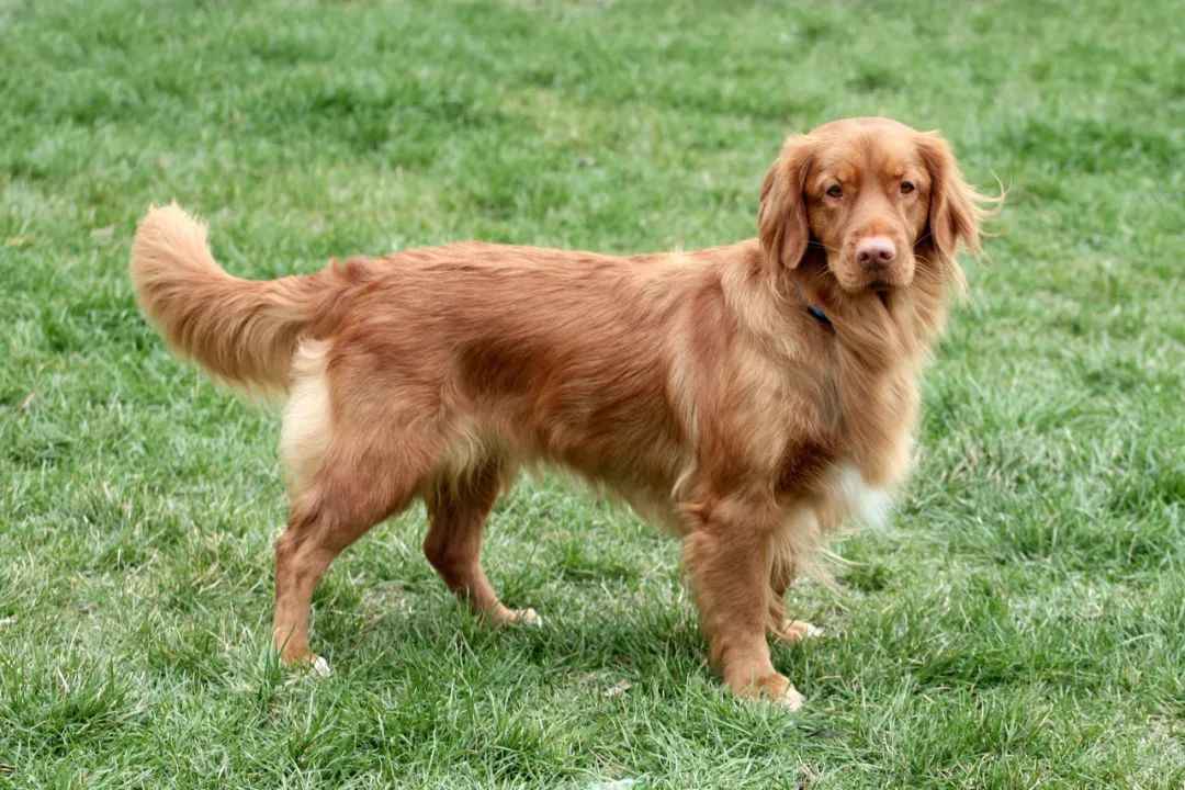 Scotia Duck Tolling Retriever: The Canine Marvel of Coastal Canada