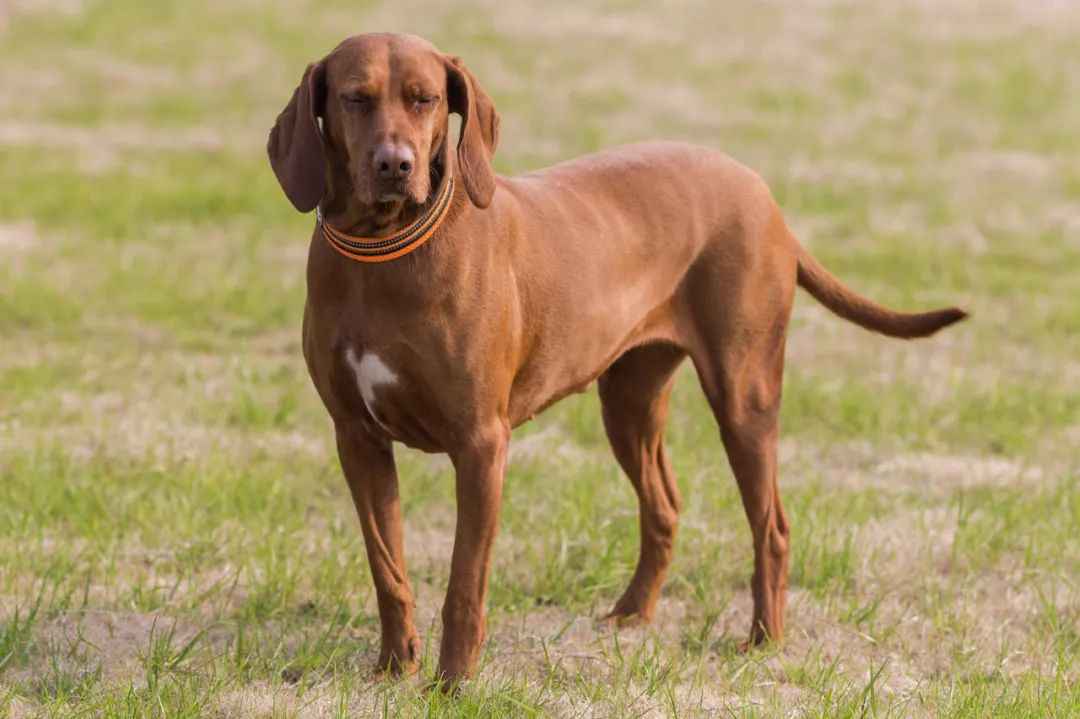 Redbone Coonhound: The Southern U.S. Bloodline Hunter and Modern Family Guardian