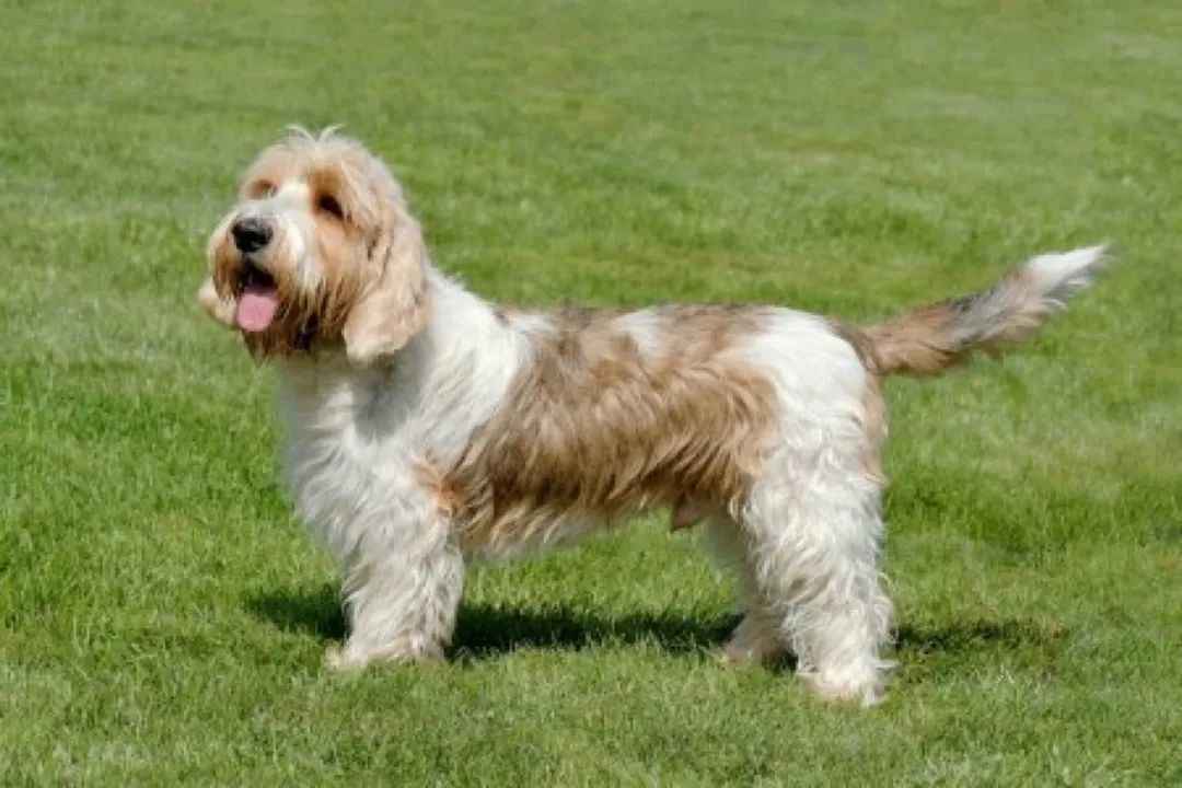 The Allure of the French Small Hound: The Unique World of the Petit Basset Griffon Vendeen